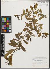Foto von Salix triandra L.